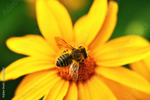 Bee. Close-up top view of a large striped bee that sits on a yellow flower. Macro horizontal photography