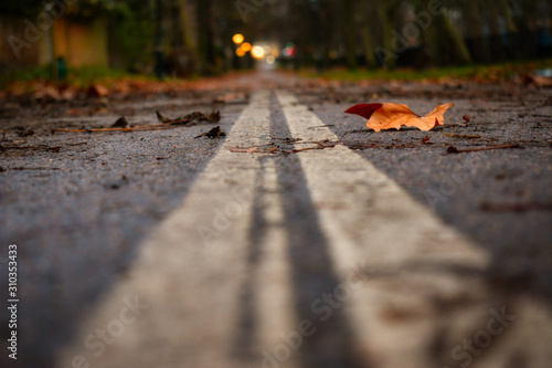 Lonely leaf on the road.