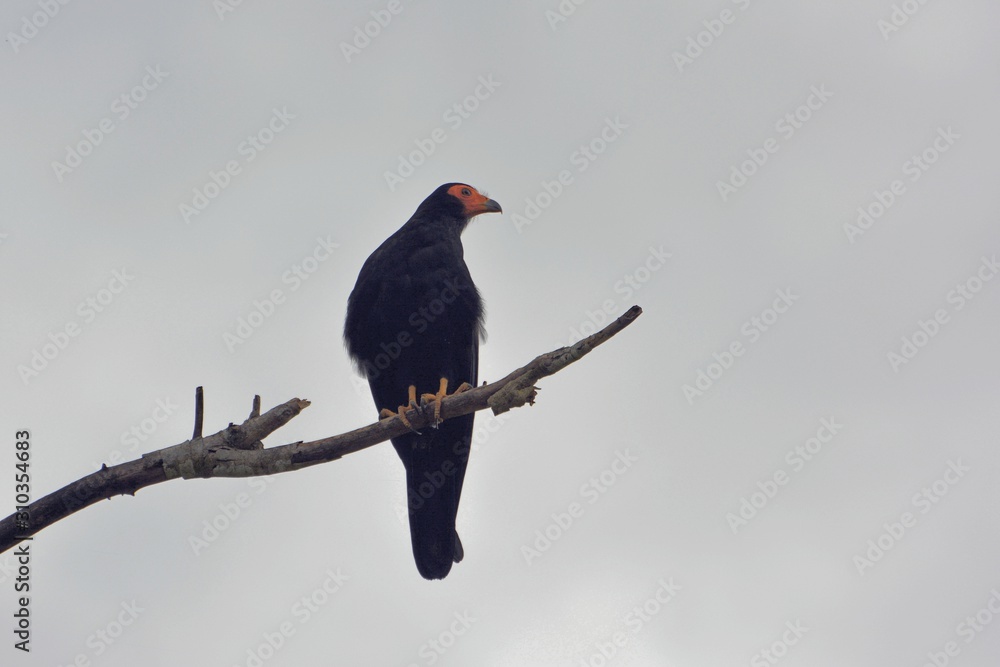 Fototapeta premium bird on a branch