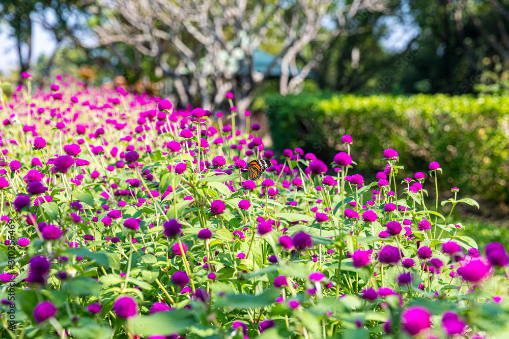 Gomphrena globosa flowers in the sunlight with butterfly