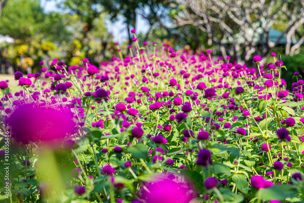Obraz premium Gomphrena globosa flowers in the sunlight with butterfly
