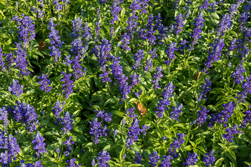 Blue salvia flower planting in the garden Suan Luang Rama IX. Blue Salvia flower is a symbol of nostalgia.