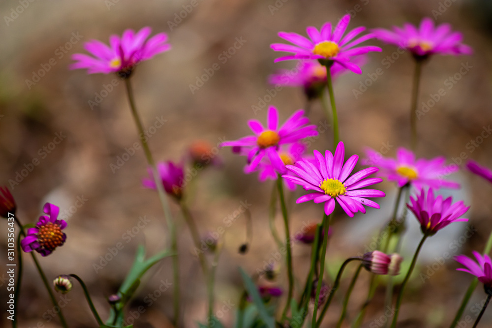 tiny pink purple daisy plants growing in summer soil tiny pink purple daisy plants growing in summer soil