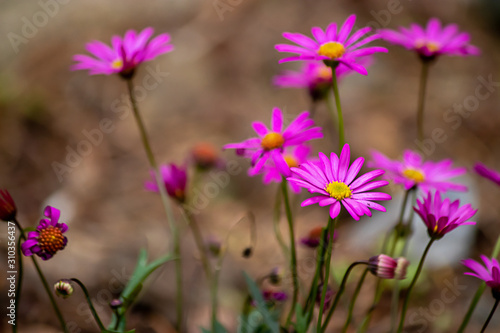 tiny pink purple daisy plants growing in summer soil
