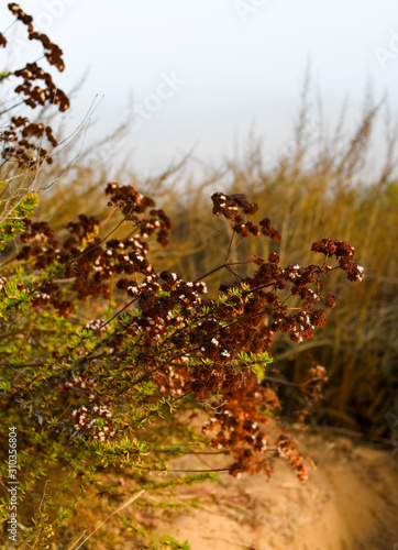 Fall Foliage