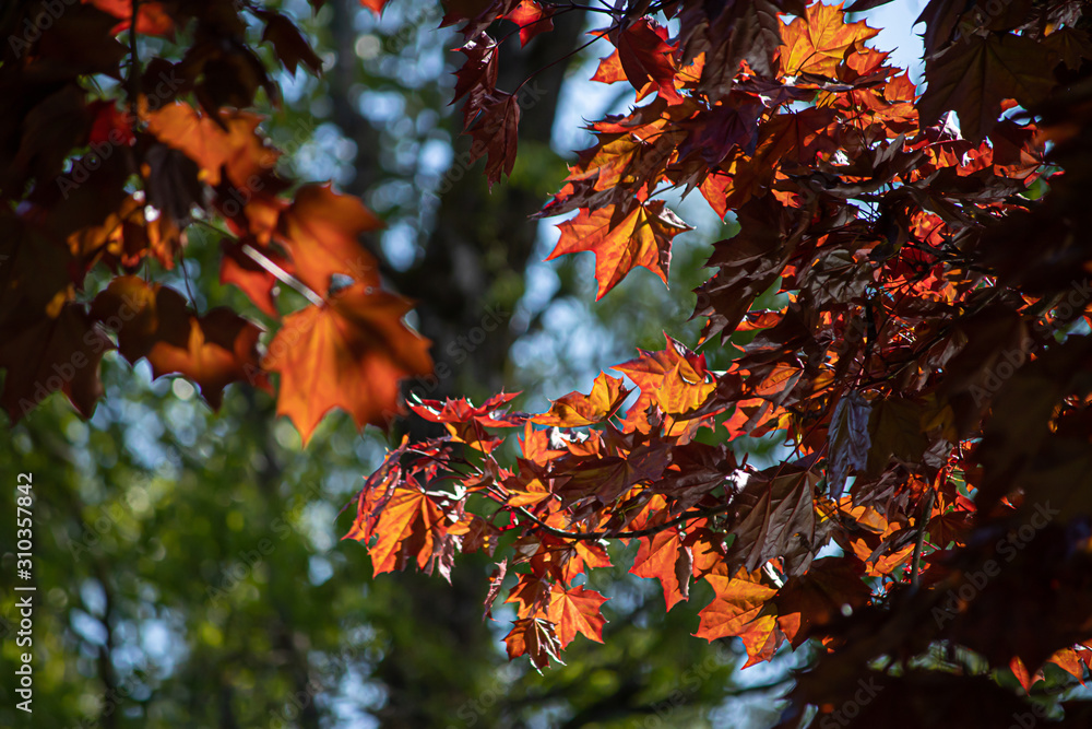 green and fall colored leaves growing together in bunches on branch green and fall colored leaves growing together in bunches on branch