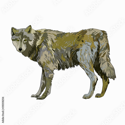 Vector illustration. Wolf. Color image. Nature animal