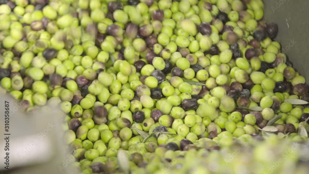 Conveyor Belt with Ripe Olives in Olive Oil Factory Conveyor Belt with Ripe Olives in Olive Oil Factory