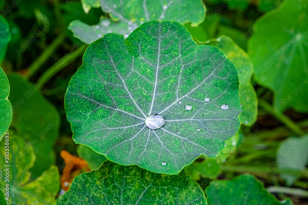 Rain drops on beautiful lotus leaf with shallow focus Rain drops on beautiful lotus leaf with shallow focus