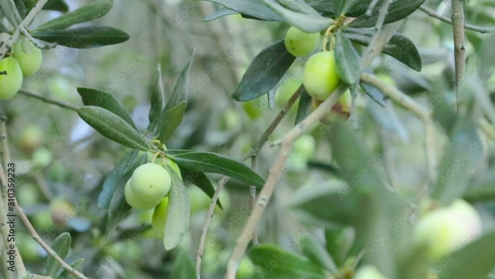 Close Up Olives and Branches in Small Village, Turkey Close Up Olives and Branches in Small Village, Turkey