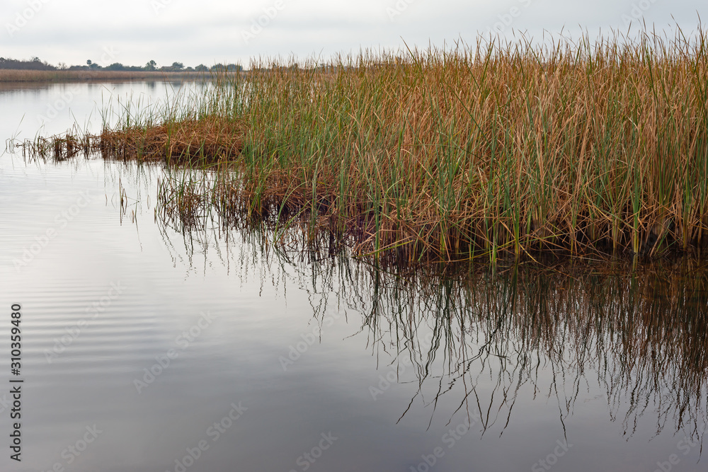 Marsh Grass Reflection