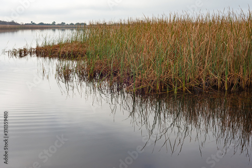 Marsh Grass Reflection