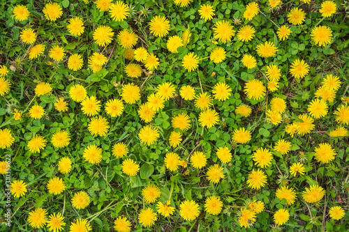 Background of yellow flowering dandelions
