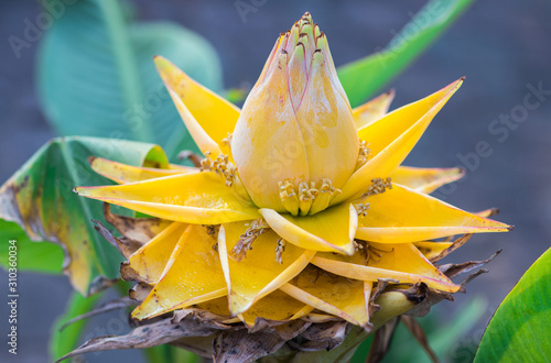 Golden lotus banana or Chinese draft banana (Ensete Larsiocarpum) in the tropical flower garden photo