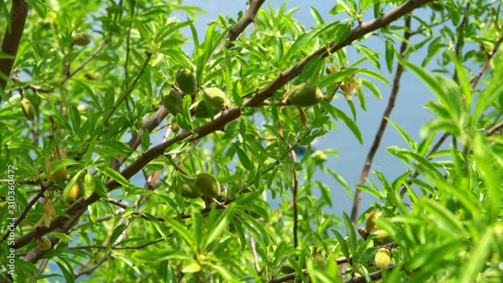 Green natural unripe almond on branch, coast of Ohrid Lake Green natural unripe almond on branch, coast of Ohrid Lake