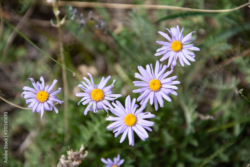 Altai Beautiful flowers Calm relax natural background.