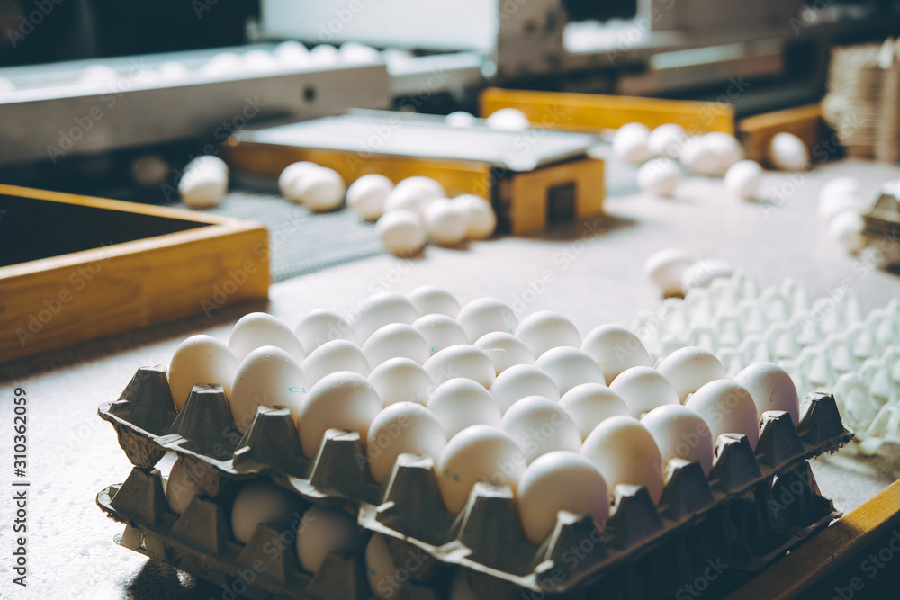 egg factory plant agriculture poultry chicken farm egg factory plant agriculture poultry chicken farm