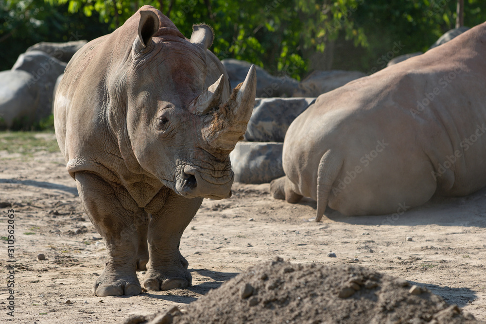 Fototapeta premium White Rhinoceros Ceratotherium Simum Rhino