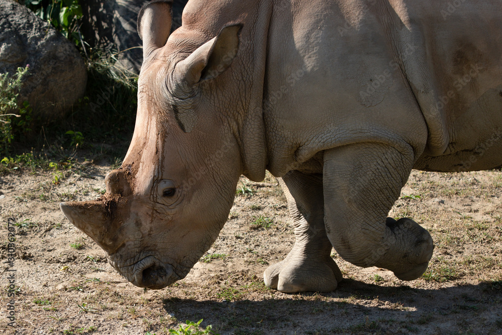 White Rhinoceros Ceratotherium Simum Rhino Close Up White Rhinoceros Ceratotherium Simum Rhino Close Up