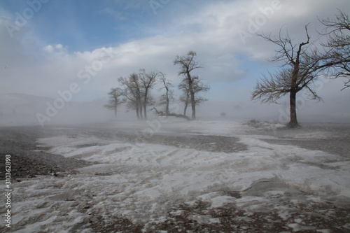 altai steppe trees fog snow