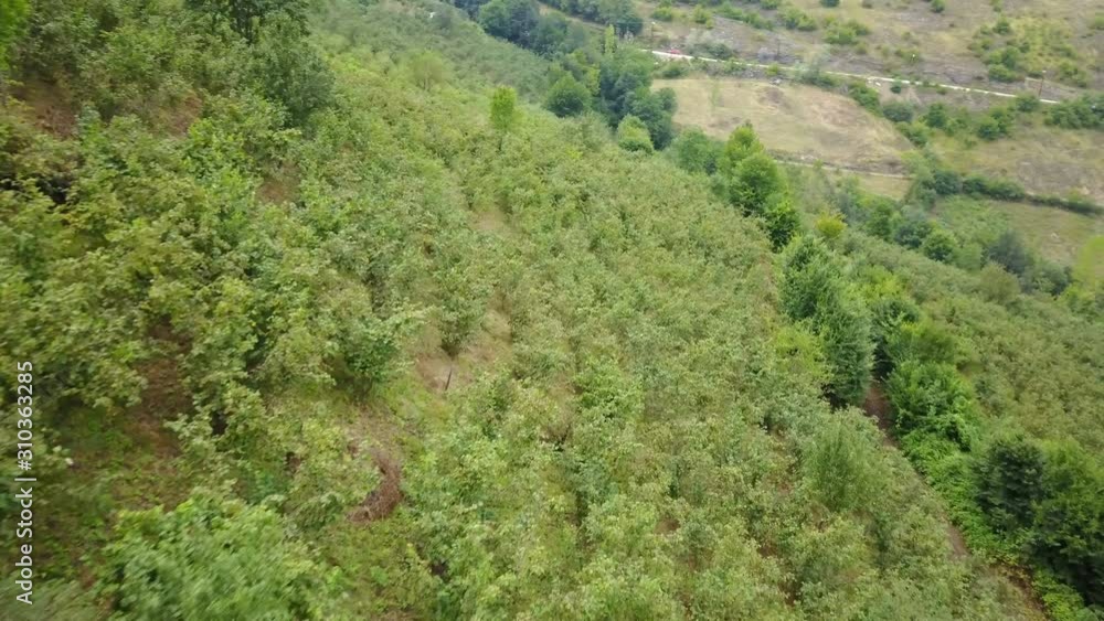 Cultivated area like nut fields on Ordu Hills, Turkey Cultivated area like nut fields on Ordu Hills, Turkey