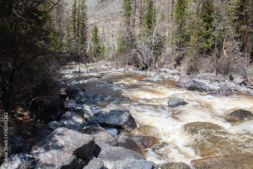 altai mountain river in forest