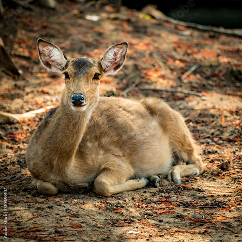 Brown Sika deer