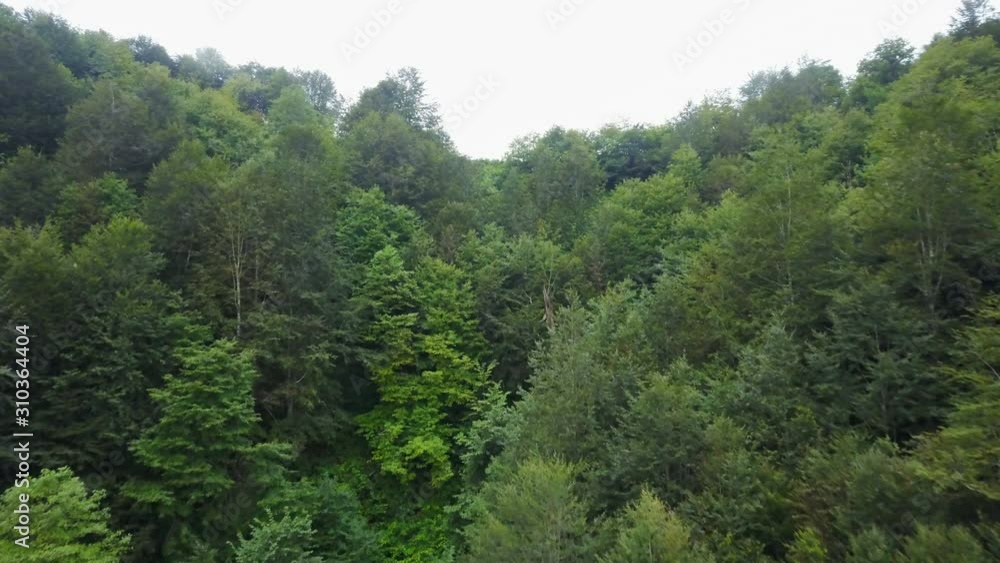 Foggy, rainy and green pine forest of mountain looking dramatic nature Foggy, rainy and green pine forest of mountain looking dramatic nature
