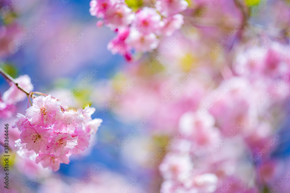 Fototapeta premium しだれ桜