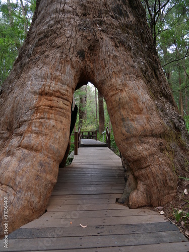 Valley of the Giants in Australia