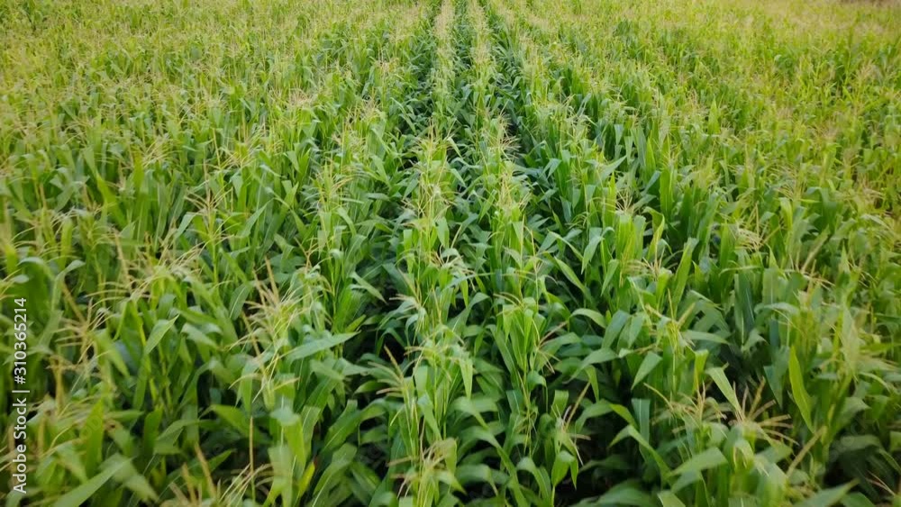 Beautiful Fertile Green Corn Field Above Drone View With Nobody Beautiful Fertile Green Corn Field Above Drone View With Nobody
