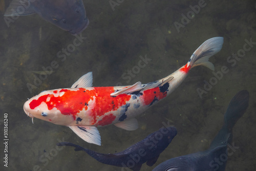 Fancy carp(Koi) fishes are swimming in a lake. 