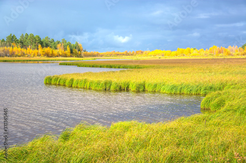 A vast but shallow river  reflecting a dull autumn evening sky full of clouds  with two banks of a river or lake covered with grass  reed and other vegetation with dense lush forest or swamp nearby.