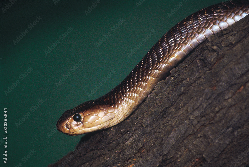 Naja naja. The famous Cobra hood is not always visible. Venomous. Maharashtra, India. Naja naja. The famous Cobra hood is not always visible. Venomous. Maharashtra, India.