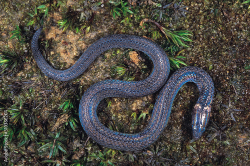 Blythia Reticulata. A juvenile Iridescent snake. The nuchal collar is absent in adults. Non venomous. Arunachal Pradesh, India.
