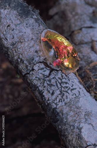 Aspidomorpha species. Goldenbronze Tortoise beetle. Castle Rock, Karnataka, India. photo