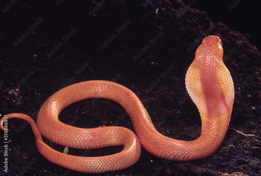 Fototapeta premium Naja Naja. Albino Cobra. Venomous. Katraj Snake Park, Pune, Maharashtra, India.