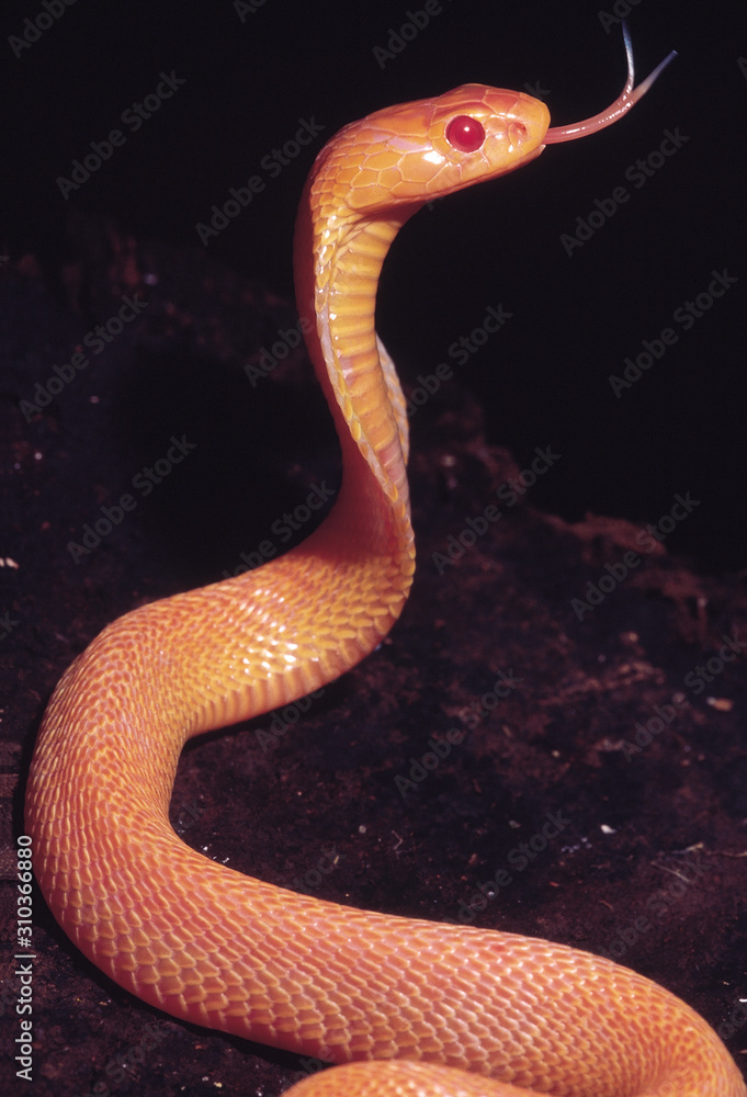 Fototapeta premium Naja Naja. Albino Cobra. Venomous. Katraj Snake Park, Pune, Maharashtra, India.