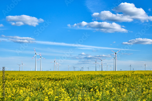 Flowering canola field with wind turbines in the back seen in Germany