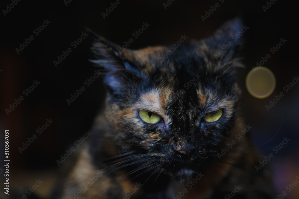Portrait Closeup front facing portrait of Angry Grumpy cat unhappy looking directly at the camera with an angry expressing and soft focus of bokeh in background