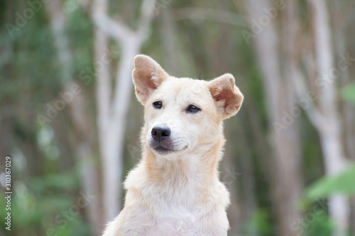 Portrait of dog with nature background