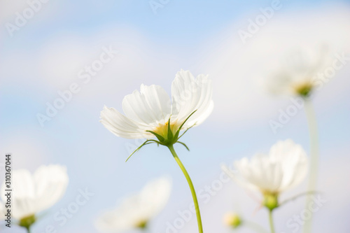 White cosmos flower in the garden