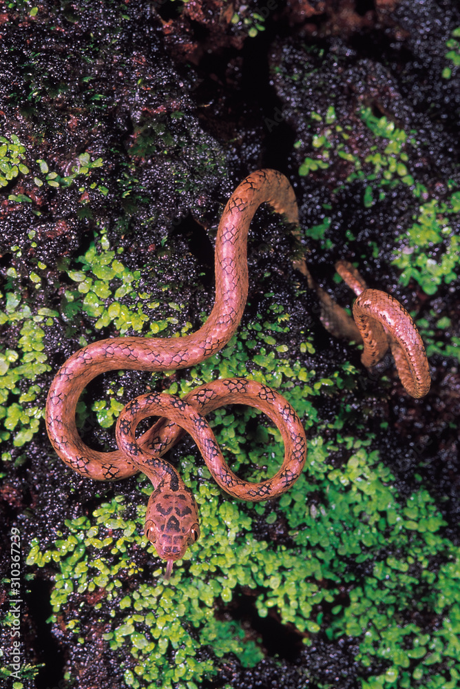 Juvenile Beddome's Cat snake. Non venomous. Koyna, Maharashtra, India. Juvenile Beddome's Cat snake. Non venomous. Koyna, Maharashtra, India.