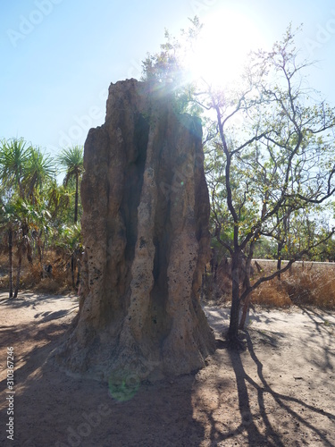Termite Mound in Litchfield National Park