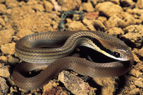 Liopeltis Frenatus. Stripenecked snake. Non venomous. Arunachal Pradesh, India.