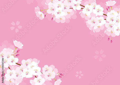 桜　背景イラスト