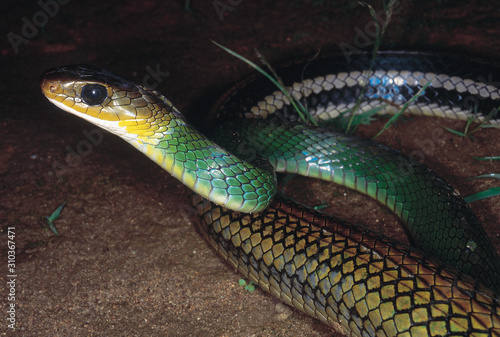 Coluber Nigromarginatus. Green Rat snake. Non venomous. Rarely available. Arunachal Pradesh, India