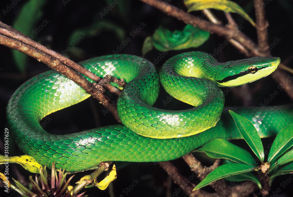 Elaphe Frenata. Green Tree Racer. Non venomous. Arunachal Pradesh, India. Elaphe Frenata. Green Tree Racer. Non venomous. Arunachal Pradesh, India.