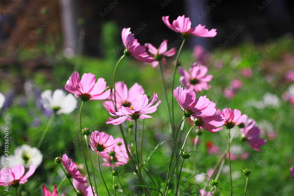 Cosmos flowers in the garden, Green background, blurry flower background, light pink cosmos flower. Cosmos flowers in the garden, Green background, blurry flower background, light pink cosmos flower.