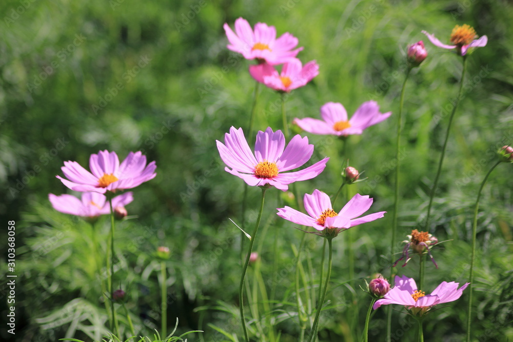 Cosmos flowers in the garden, Green background, blurry flower background, light pink cosmos flower.